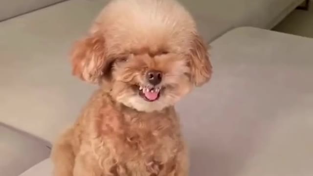 Cute Dog Shows Off Emoji Expressions