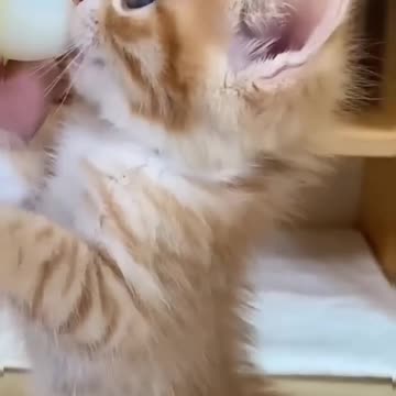 Cute Cats Doing Cat Things😹