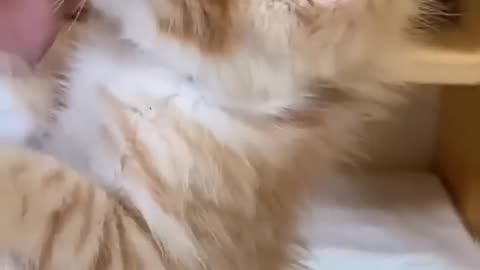 Cute Cats Doing Cat Things😹