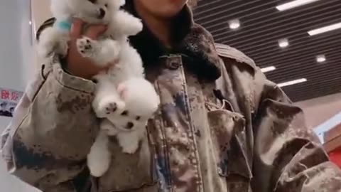 Cute Little Pomeranian Puppies