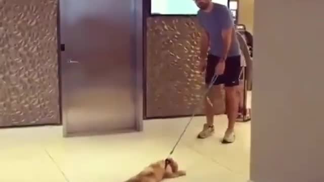 Wronged little cute dog