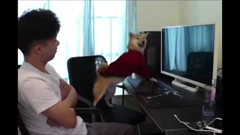Funniest Animals - Best Of Funny Animal Videos