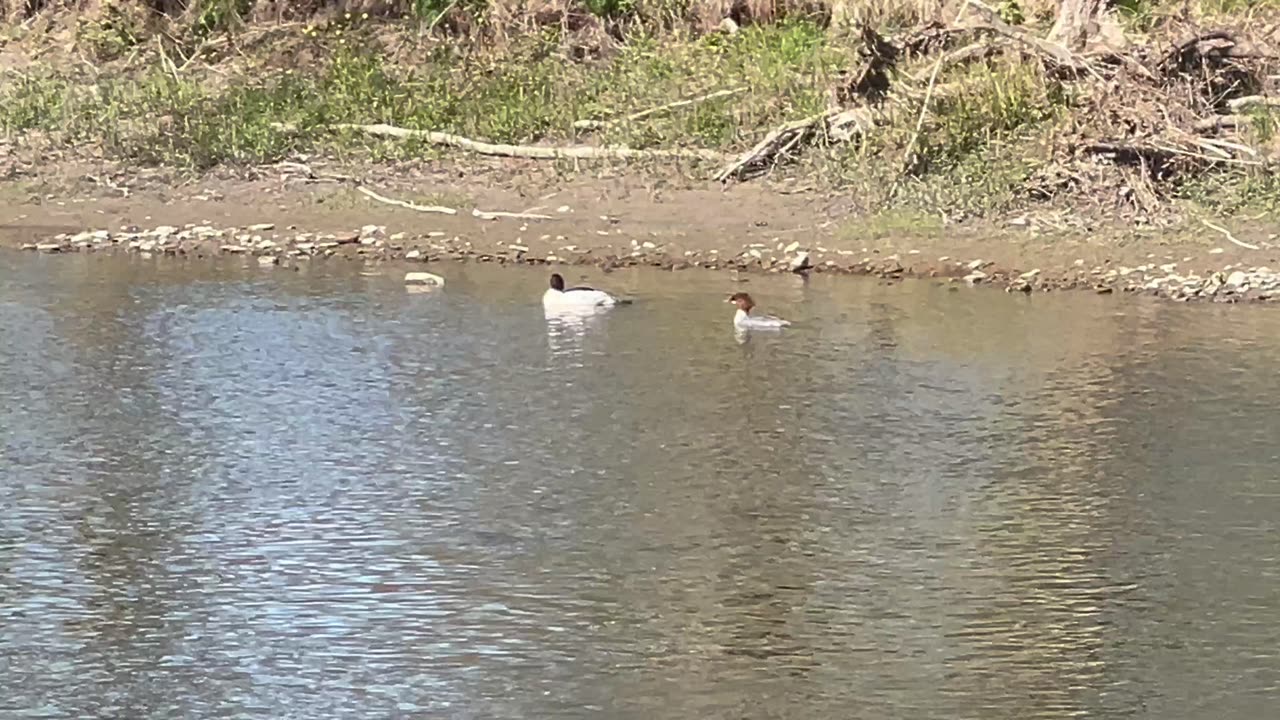 American mergansers Humber river Toronto