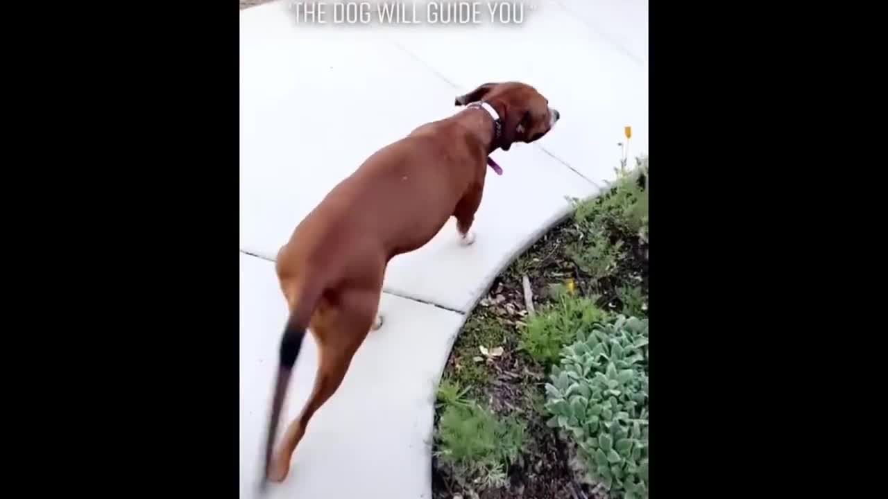 Good boy god guide the delivery to the house