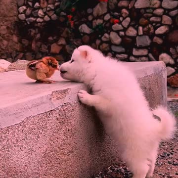 So cute animals #Animals #dog #cat #duck #monkey #adoremonkey #Monkey Animals17