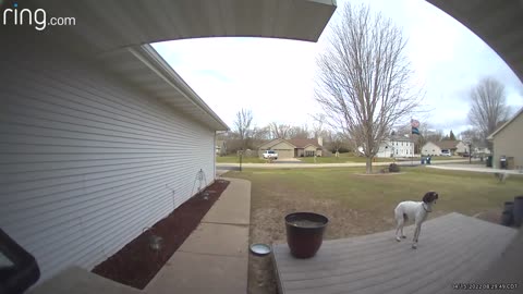 German Shorthaired Pointer Rings Doorbell