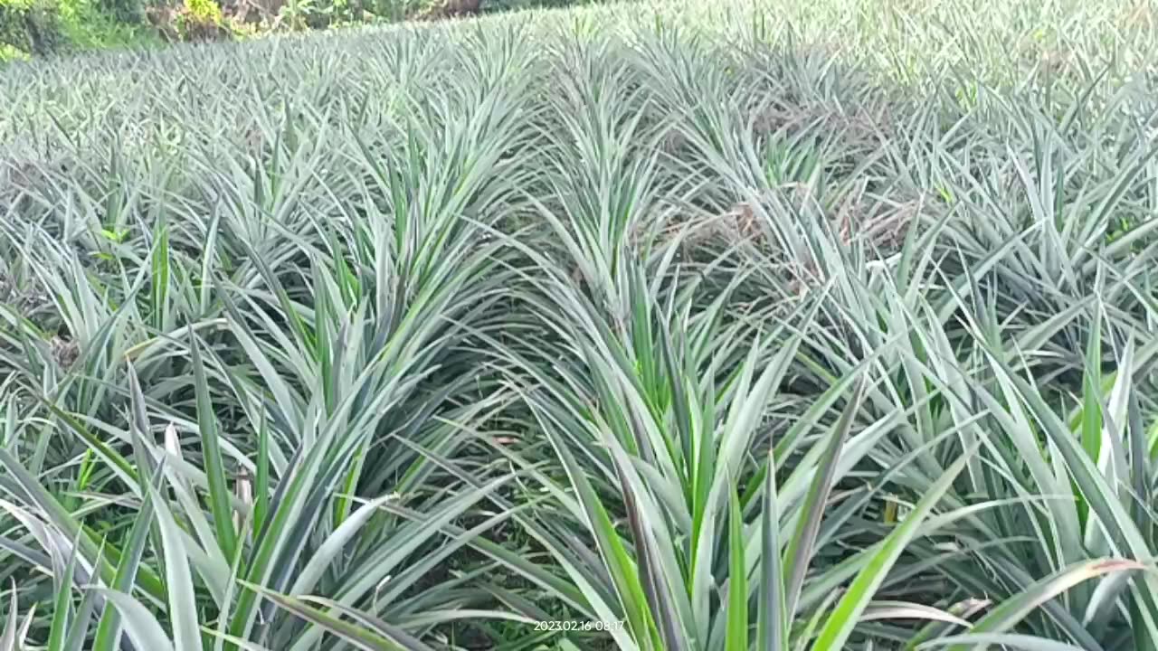 Pineapple farm