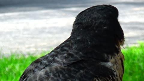 Peregrine Falcon