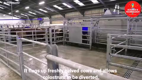 WONDERFUL AYRSHIRE AND SHORTHORN COW DAIRY FARM, MODERN TECHNOLOGY CATTLE FARMING, COW DAIRY FARMING