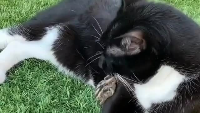 A duckling playing a pretty kitten in the garden