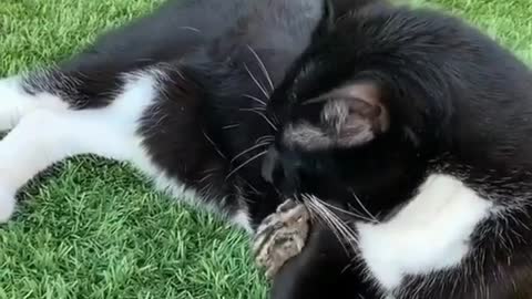 A duckling playing a pretty kitten in the garden