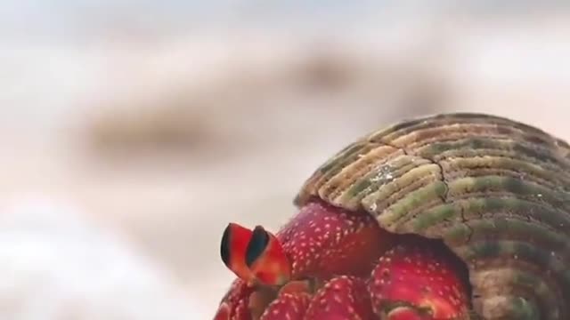 A strawberry hermit crab red crustacean on a sandy beach in the Southern Great Barrier Reef