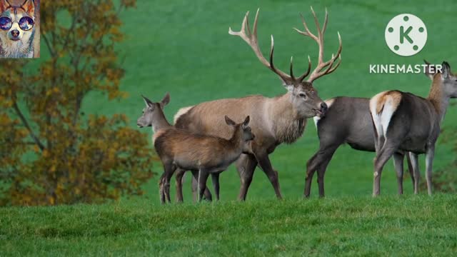 Animal beautiful in Group deer