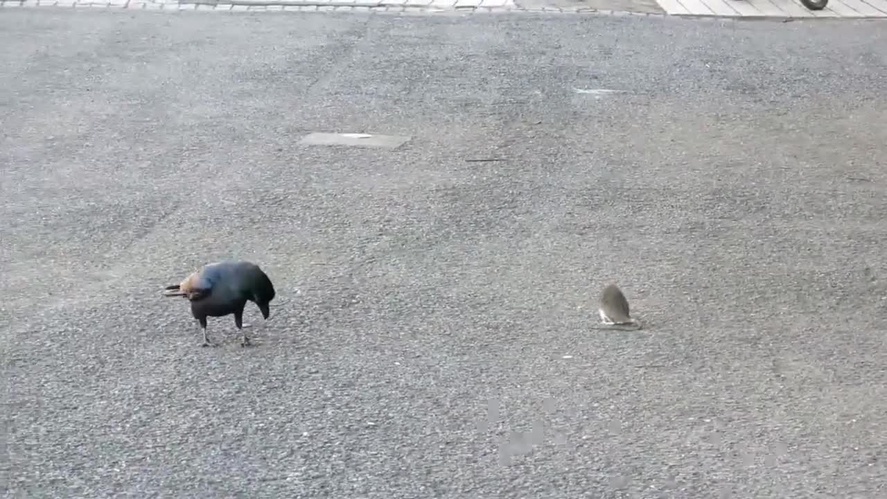 a crow and a mouse