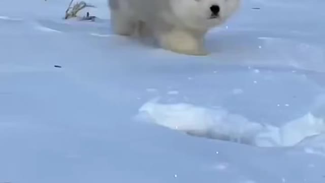 dog running freely on snow