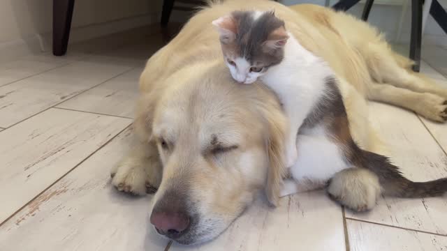 Cute Golden Retriever and Playful Kitten