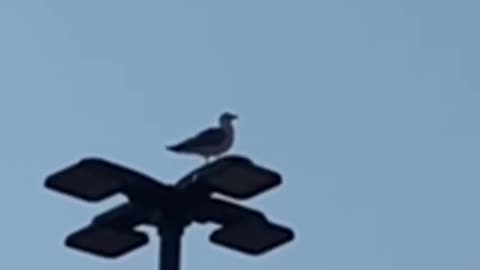 Nature and bird: Seagull flying to the music