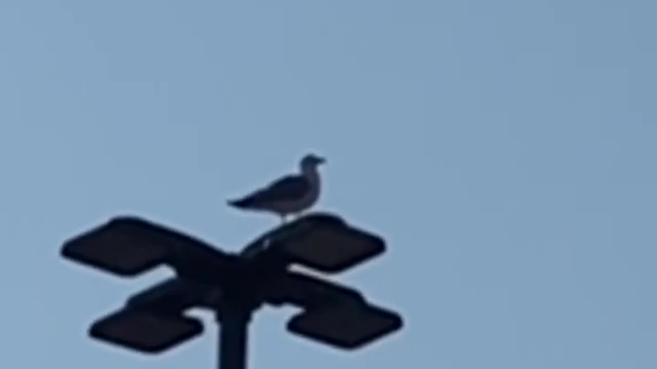 Nature and bird: Seagull flying to the music