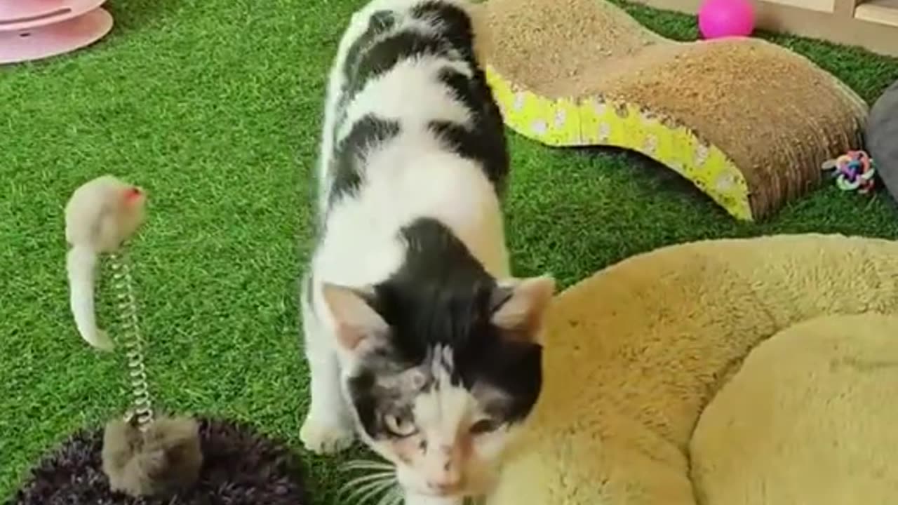 Just unbelieveble, mother cat brought kitten to a man