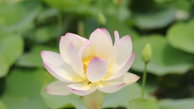 lotus white flower