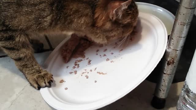 Fred eating