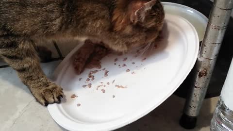 Fred eating