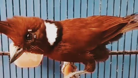 Kicauan burung para sultan