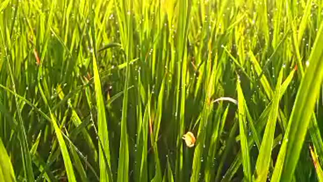 Rice Field