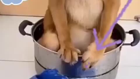 Funny cute ❤ dogs 🐶 and cats 🐱 part 16