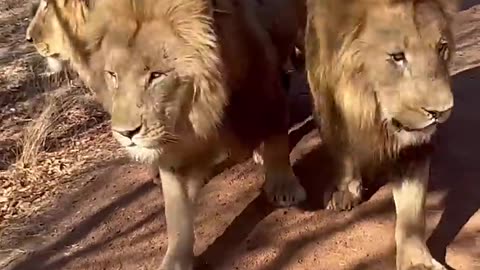 Big lions and girl