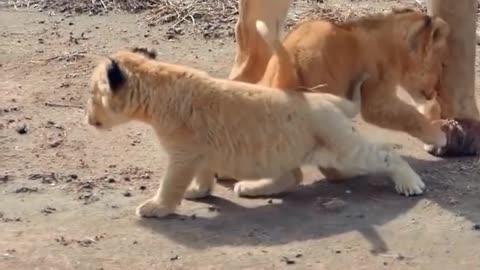 "Fierce and Adorable: Lions and Their cute baby ♥️ Cubs Enjoying Playtime"