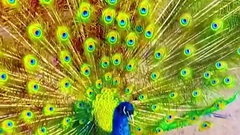 Beauty Of Peacock