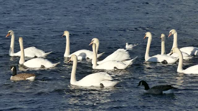 ًWhite ducks in the water