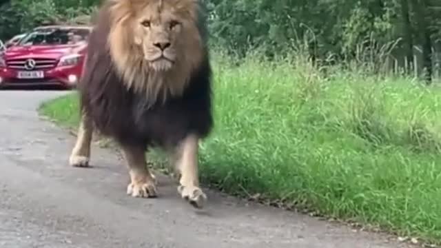 He's like walking like a king🥰🥰🔥♥️#foryoupage #petsontiktok #animals #foryou #lion #animalskingdom