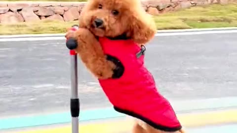 Cute dogs 🐕 😍 you ☺ 😊 ⁷the first one in a