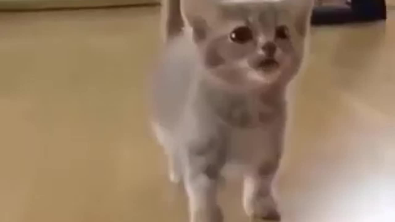 Cute cat with silly mouth