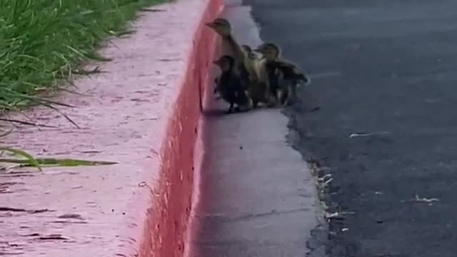 Ducklings Struggle to Climb up Curb While Crossing Street Behind Mother Duck