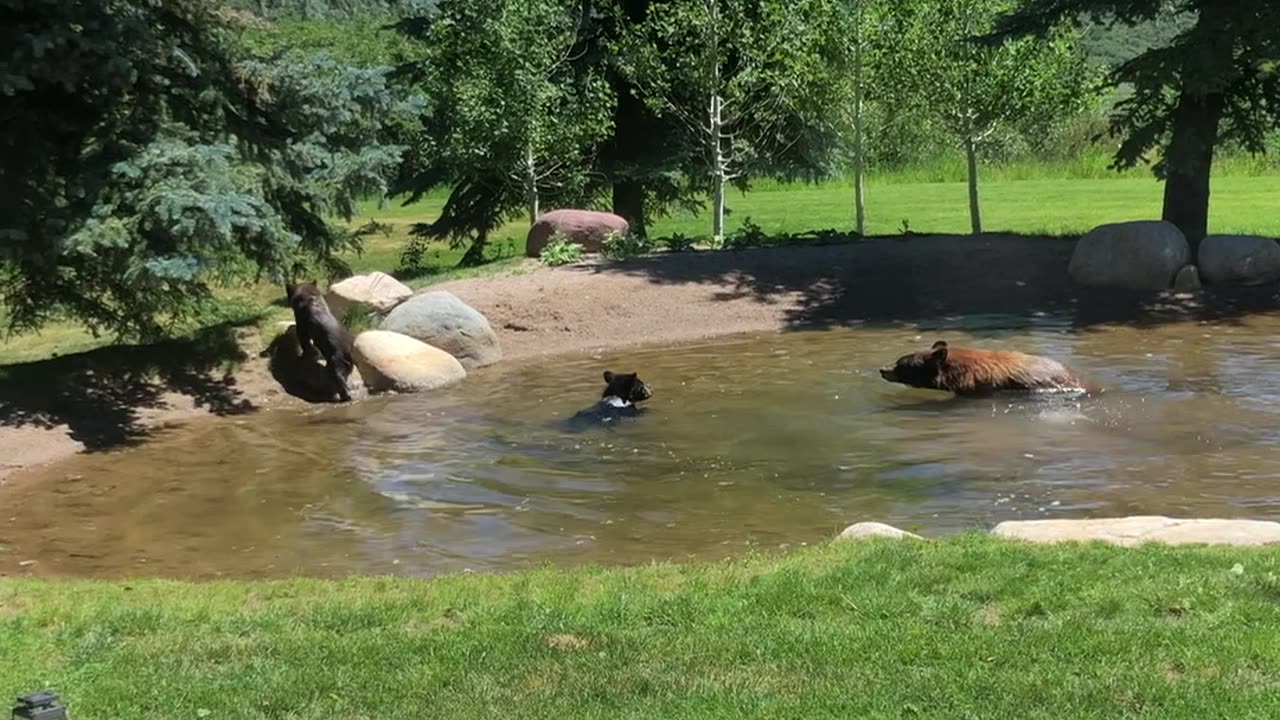 Playful Bear Cubs Swim in Backyard Pond