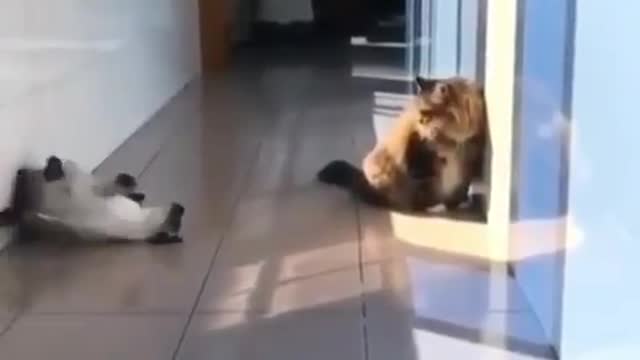 Ninja cat, decided to make fun of a relative!