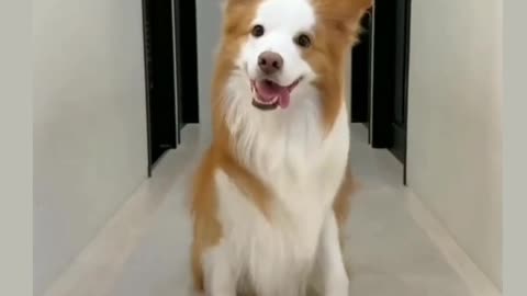 Video Creator Dog 🐕