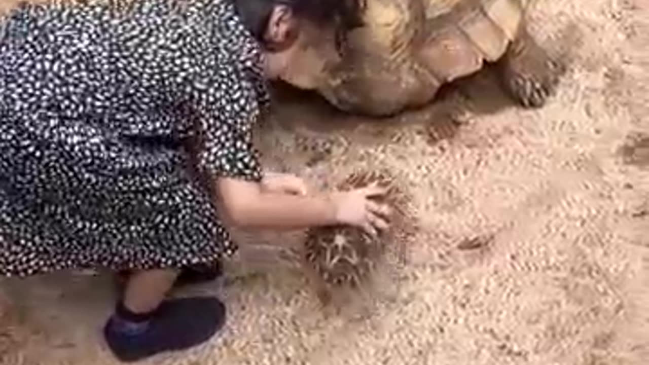 Big tortoise viral animal