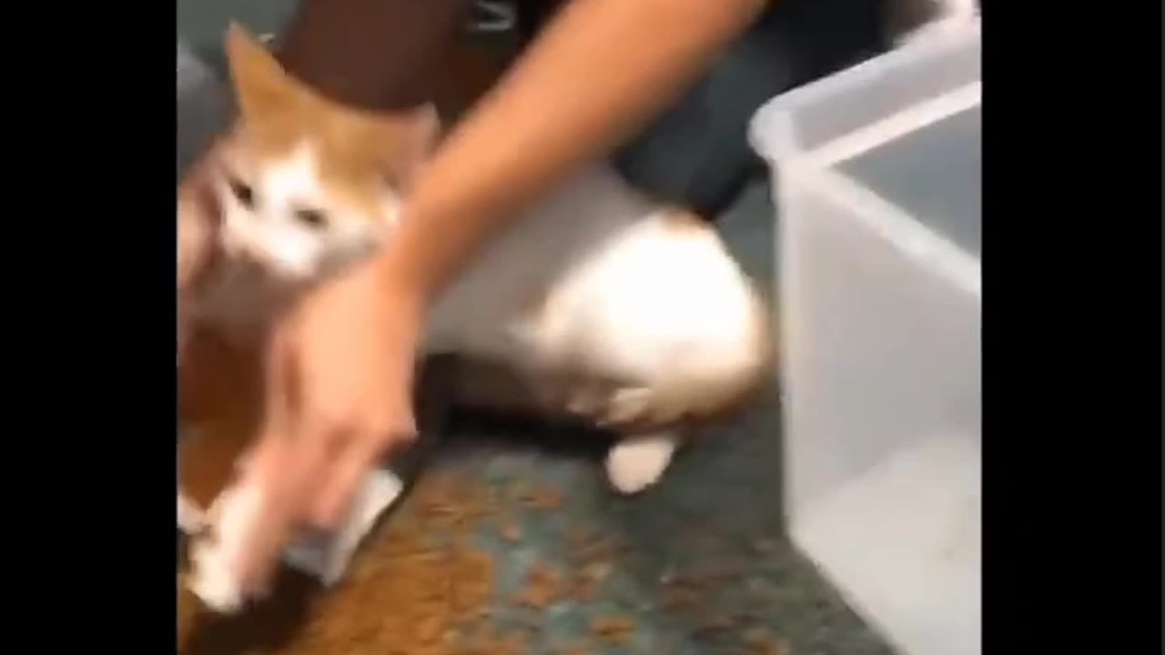 Best Funny Animals of 2023: Hilarious Owner Complains About His Cat's Bu*****t