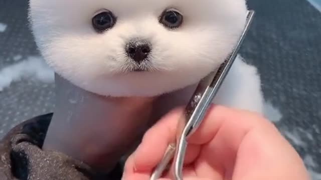 Cute dog