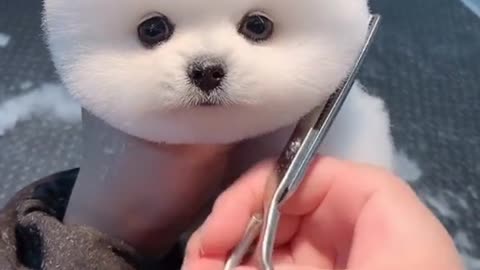 Cute dog
