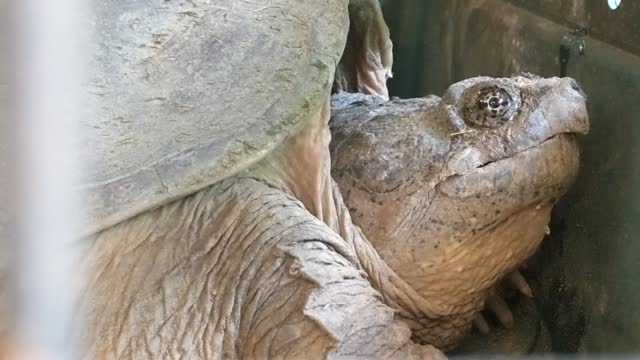 Another snapping turtle I took for a ride, cute puppy