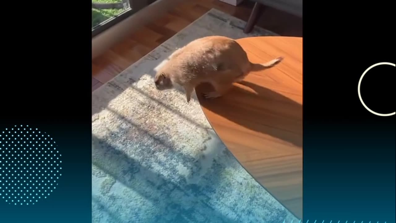 The Adventures of a Prairie Dog