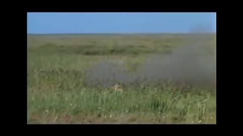 Amazing Cheetah Chase Compilation-18