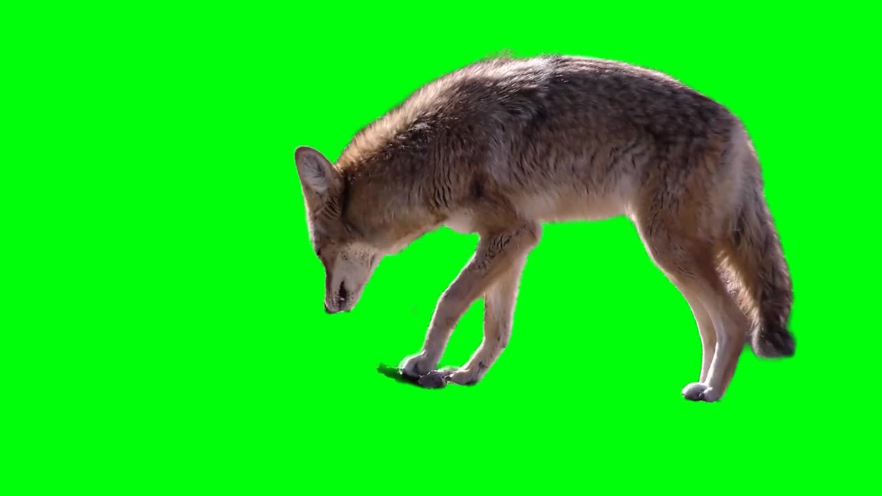 Wolf green screen video effect HD