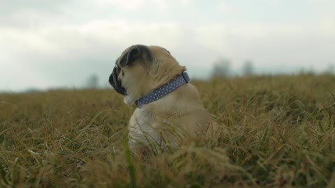 A Pet Pug Resting On Grass Field