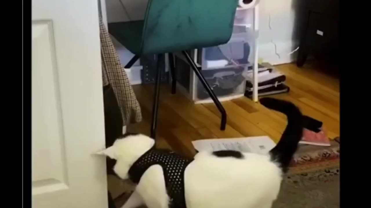 Cute cat video 😎 try not to laugh! #shorts #shortsfeed #cat #dance #funny #funnyshorts #pets